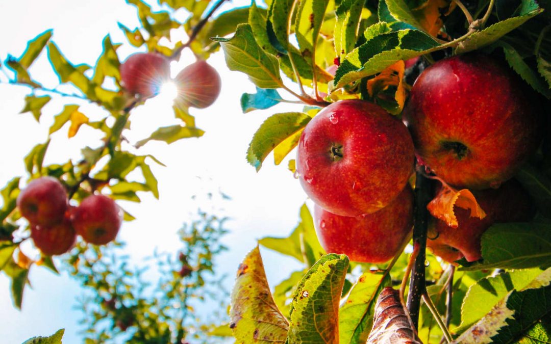 What Fruit Trees Grow Well In Sydney?