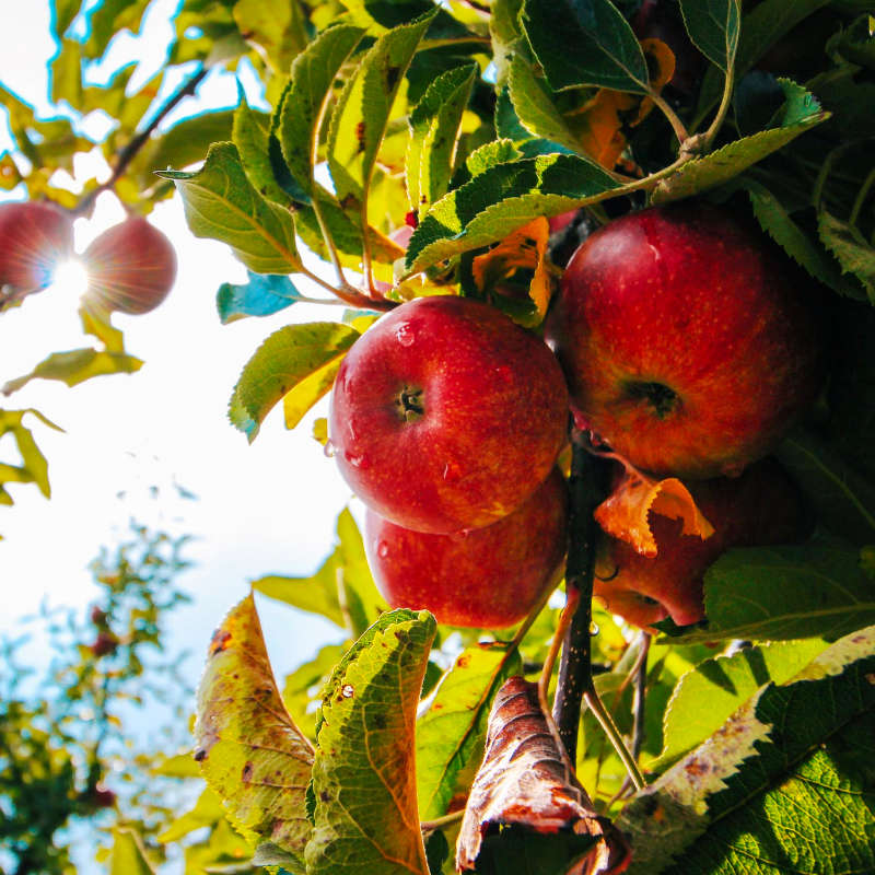 what-fruit-trees-grow-well-in-sydney-ws-landscape-management