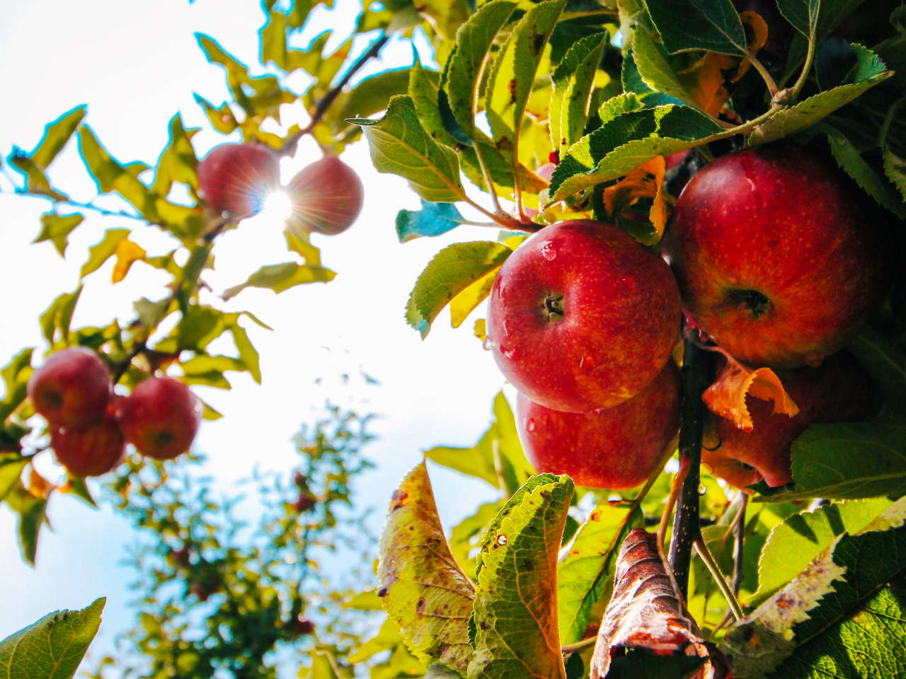 what-fruit-trees-grow-well-in-sydney-ws-landscape-management