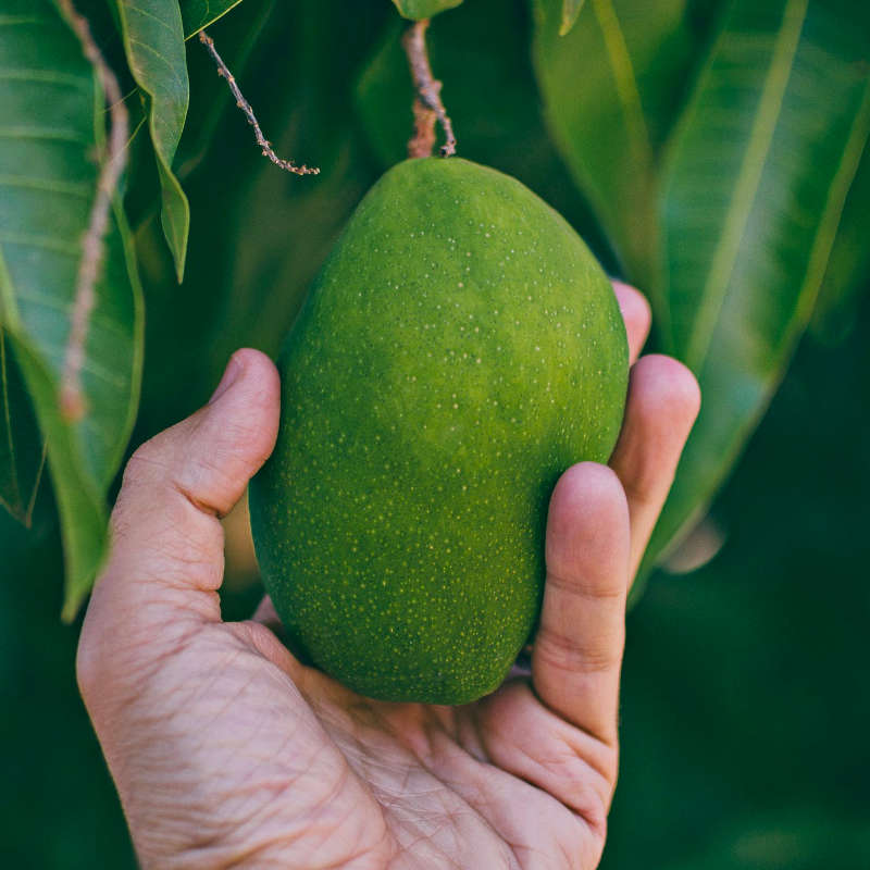 what-fruit-trees-grow-well-in-sydney-ws-landscape-management